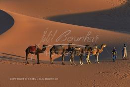 Image du Maroc Professionnelle de  Guides et chameaux attendent au pied de la grande dune leurs clients déposé dans ces lieus pour contempler la beauté du lever du soleil sur les dunes de sable du Sahara à Merzouga dans la région de Drâa-Tafilalet au Sud Est du Maroc, le long de ce que l'on appelle la route des mille kasbahs, Dimanche 5 mars 2017. De nombreux touristes visitent les dunes de Merzouga à l’aube pour contempler la beauté du lever du soleil sur les dunes de sable du Sahara. (Photo / Abdeljalil Bounhar 